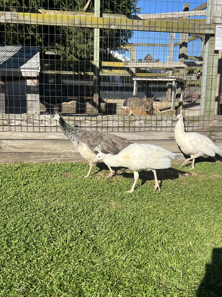 peacocks