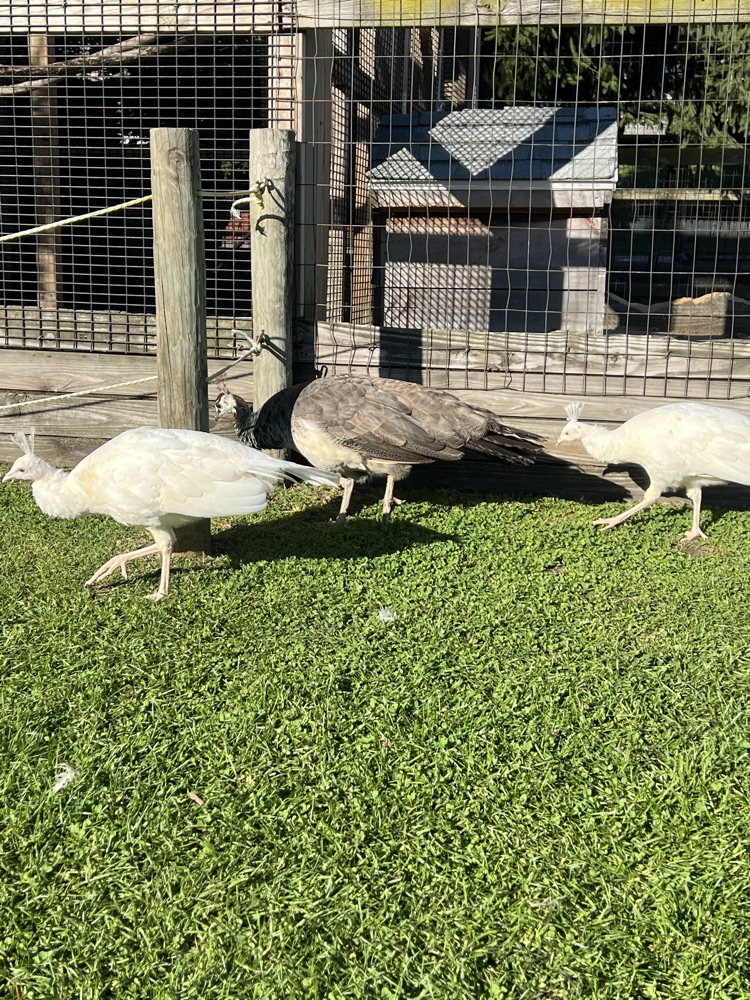 peacocks