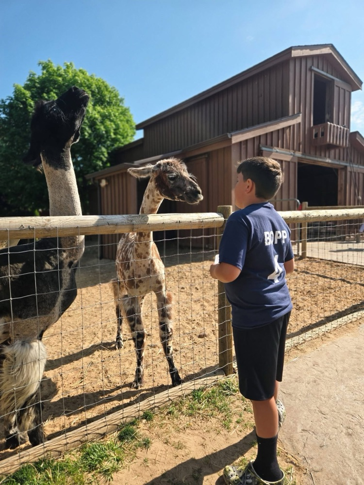 goats