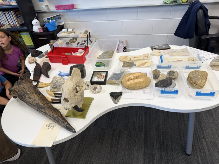 fossils