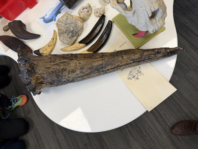 fossils
