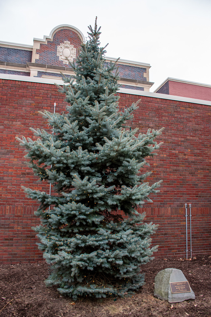 Katie Titus Memorial Tree at Binghamton High School