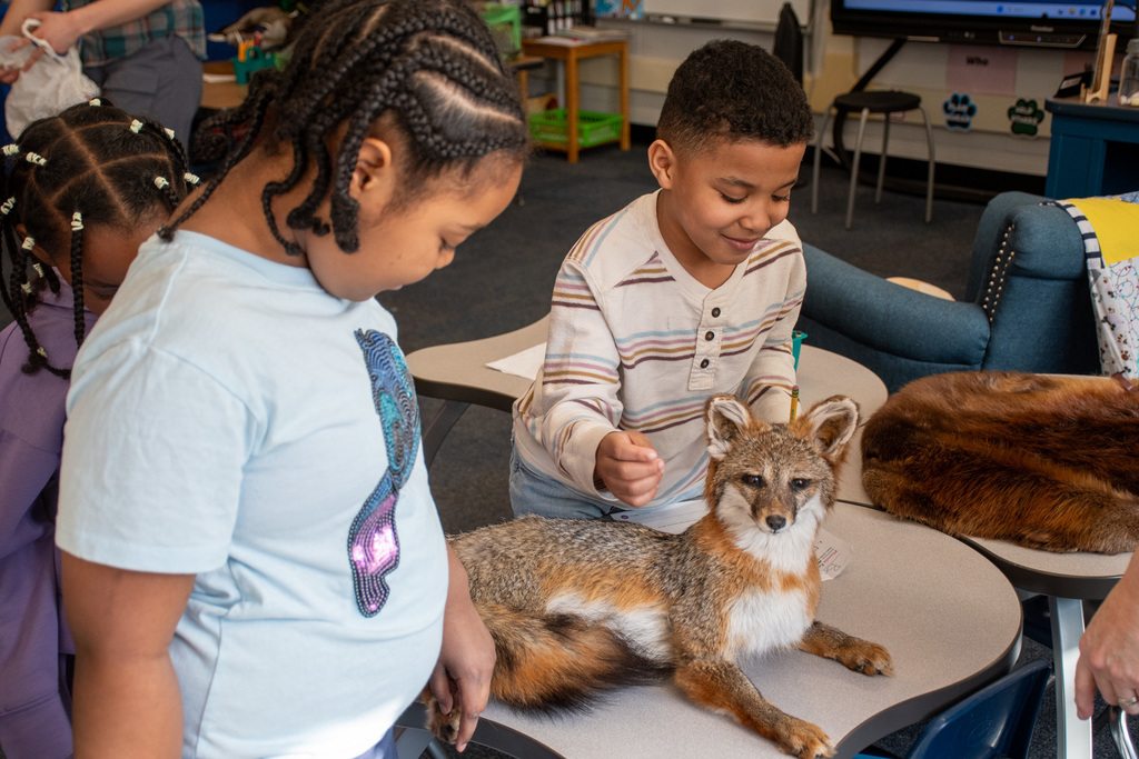 two students pet a taxidermied fox