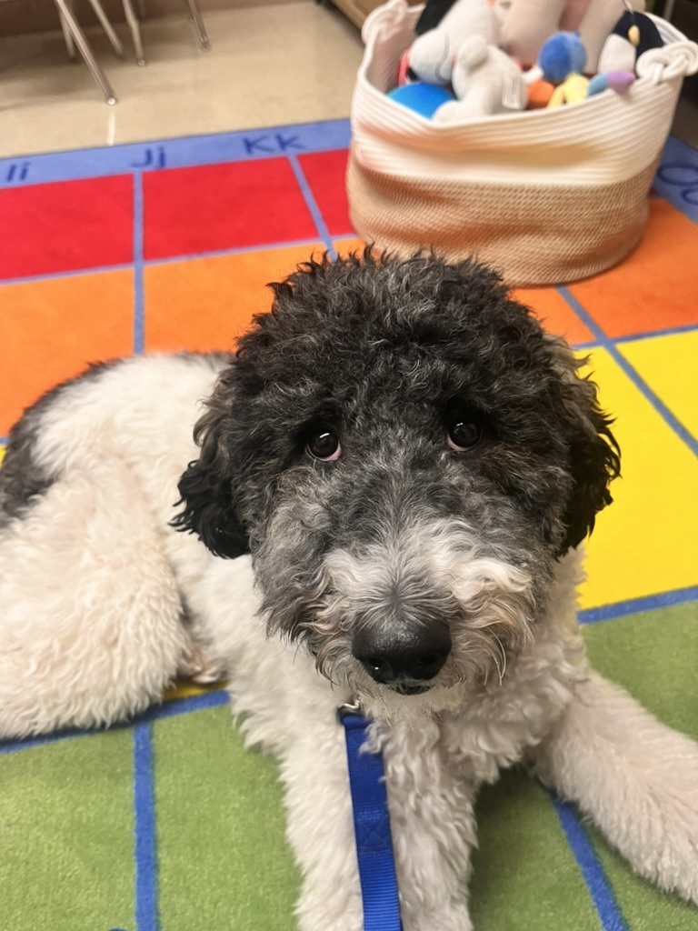 Nova the therapy dog
