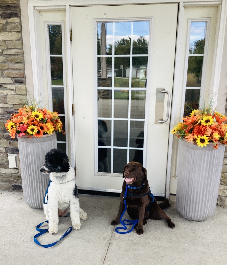 Good dogs at Birch Run Fields