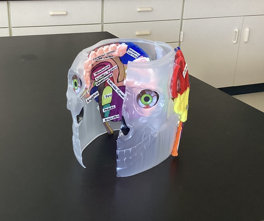 brain model
