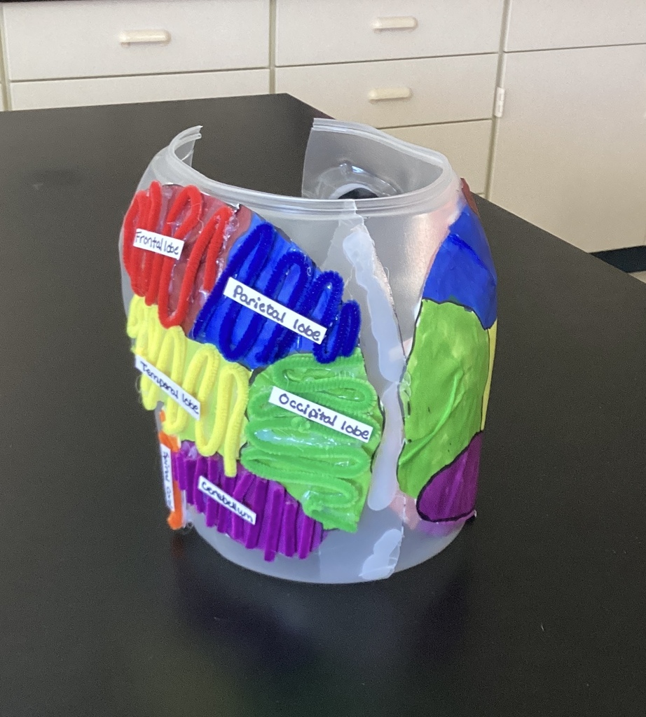 back of brain model