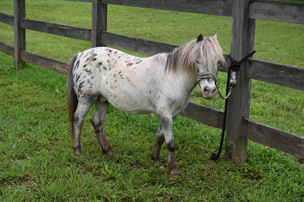 Camp Wellness Field Trip to High 5 Birmingham Horse Farm