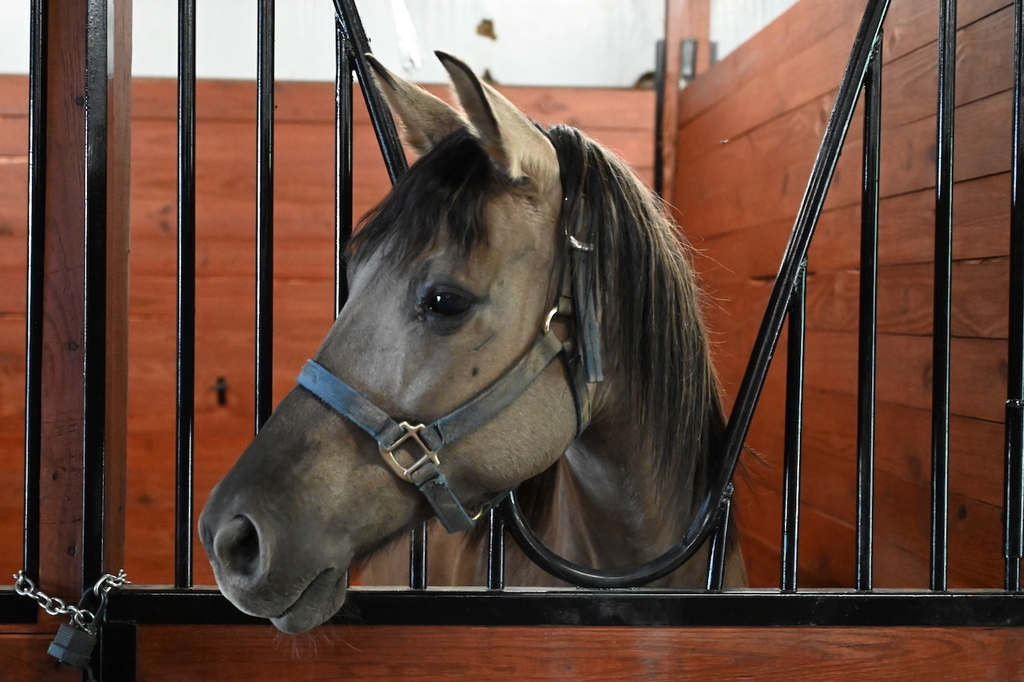 Camp Wellness Field Trip to High 5 Birmingham Horse Farm