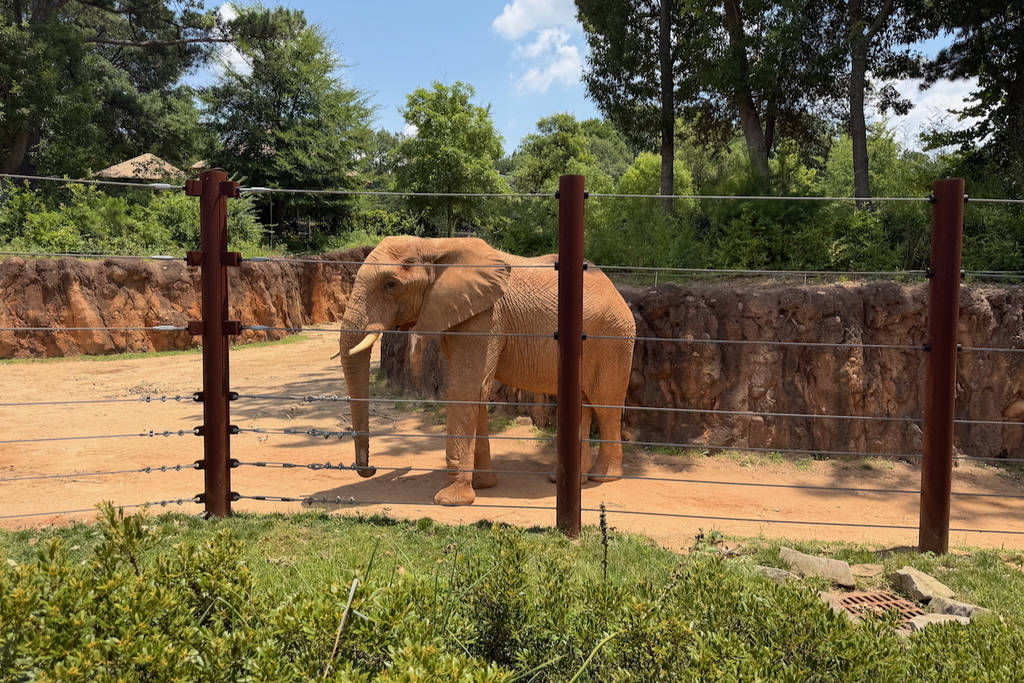 elephant at Zoo Atlanta