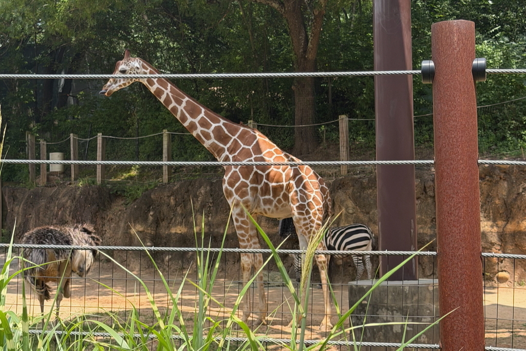giraffe and zebra at Zoo Atlanta