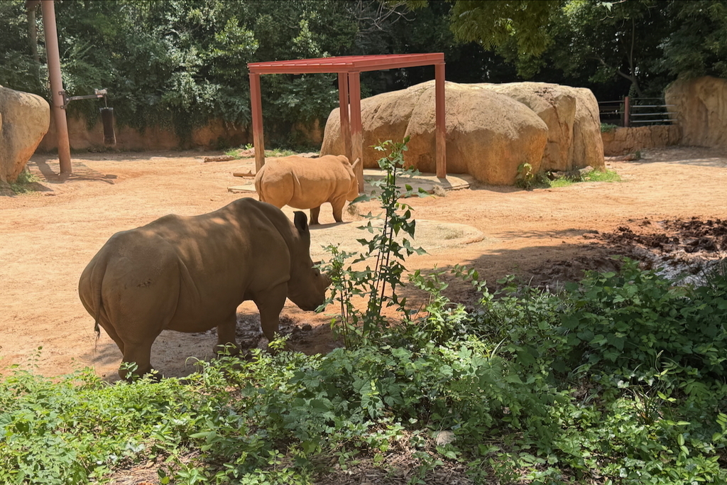 rhinos at Zoo Atlanta