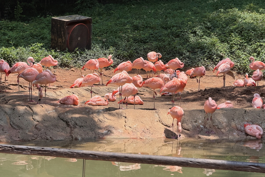 flamingos at Zoo Atlanta
