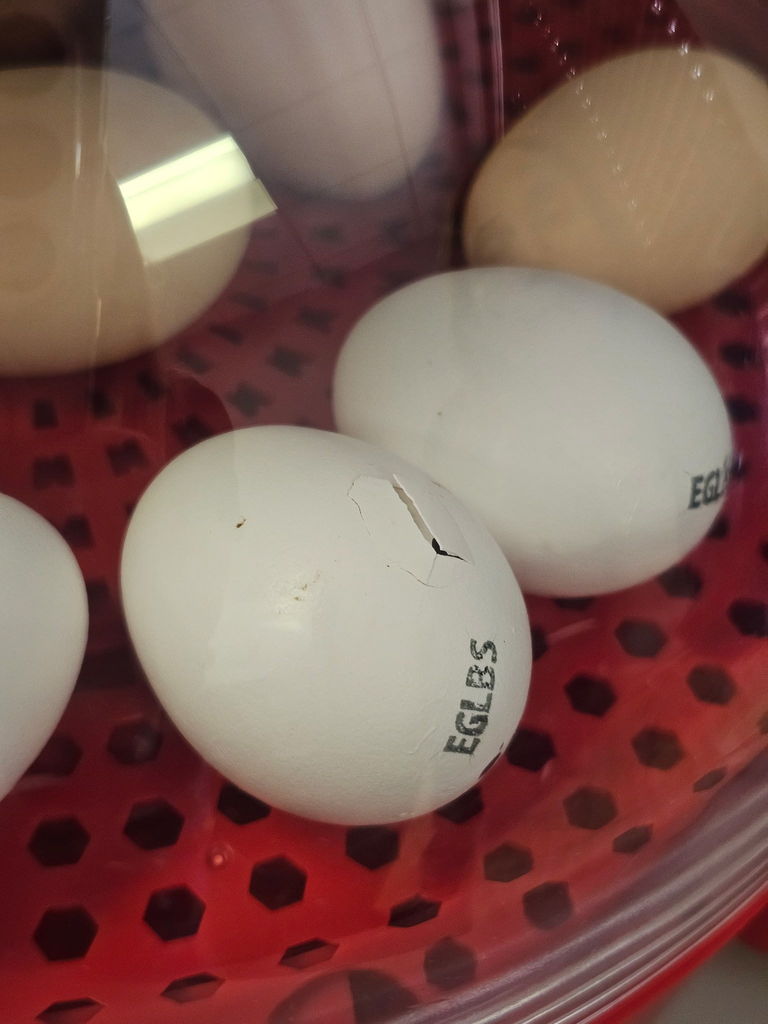 eggs