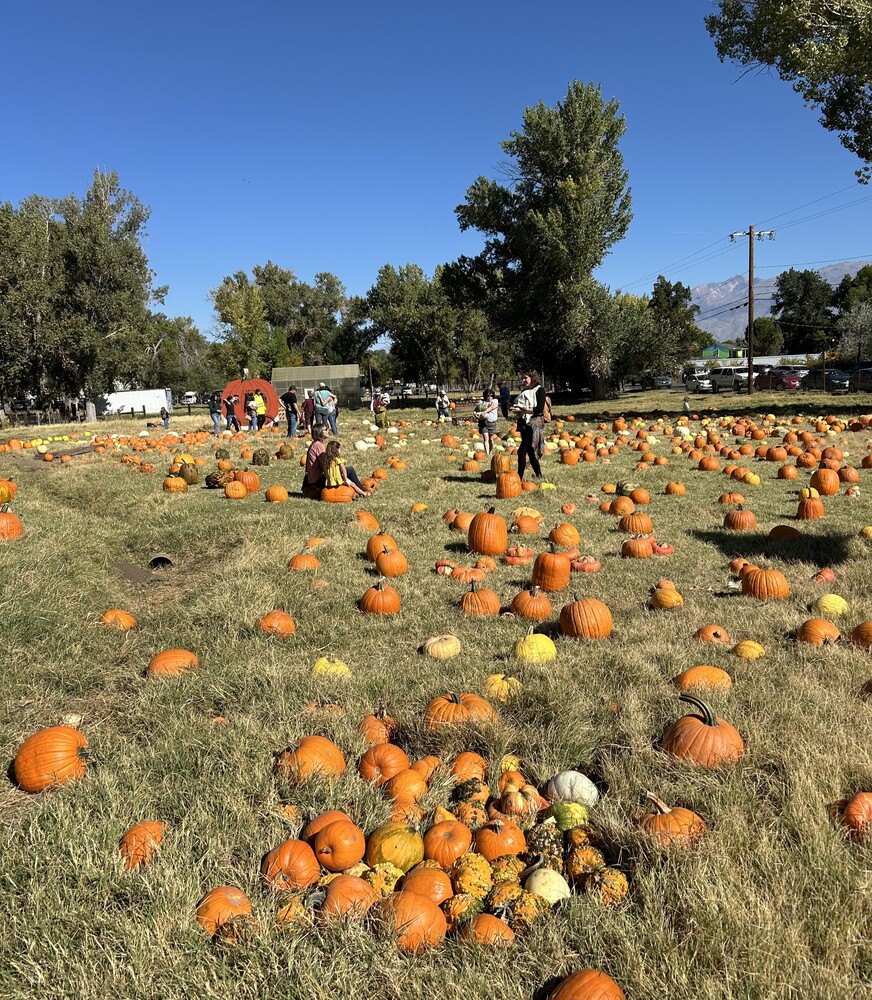 Pumpkin Patch