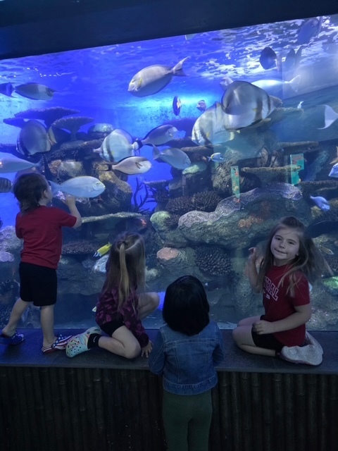 Mrs. Spain's kinder class to the aquarium