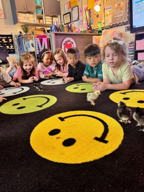 Mrs. Martin has chicks