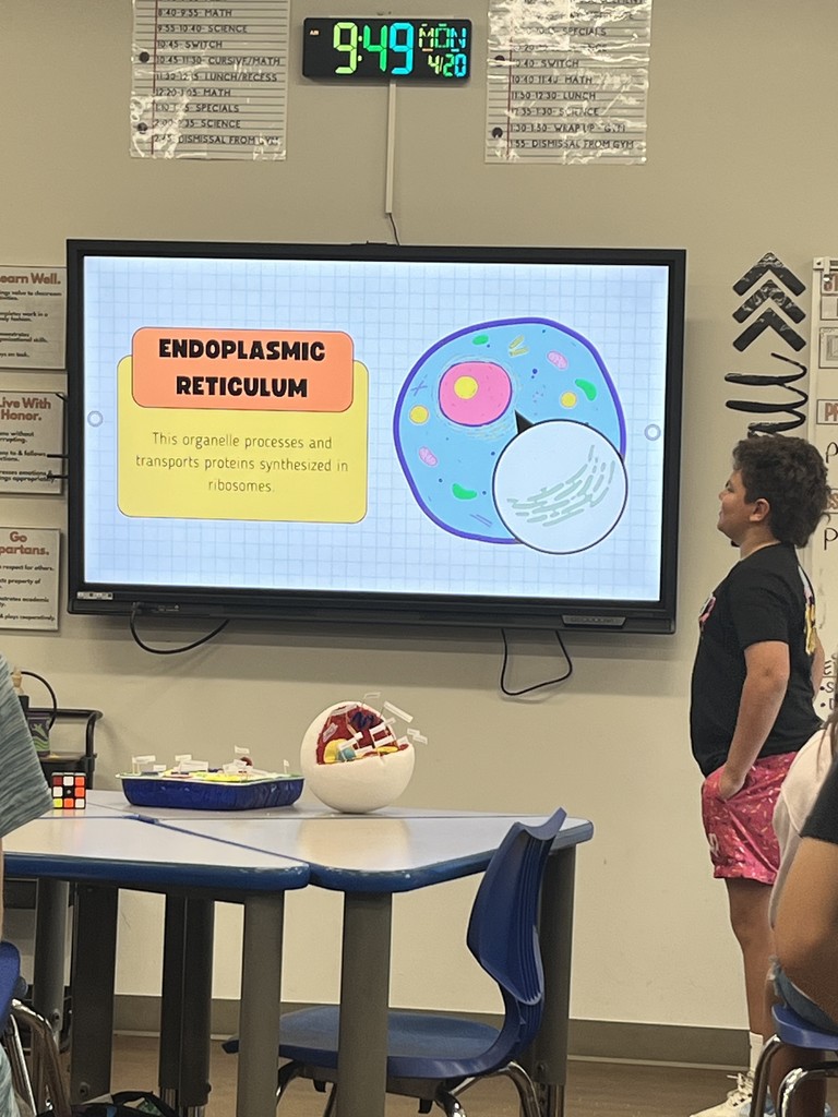 Cell Model Project