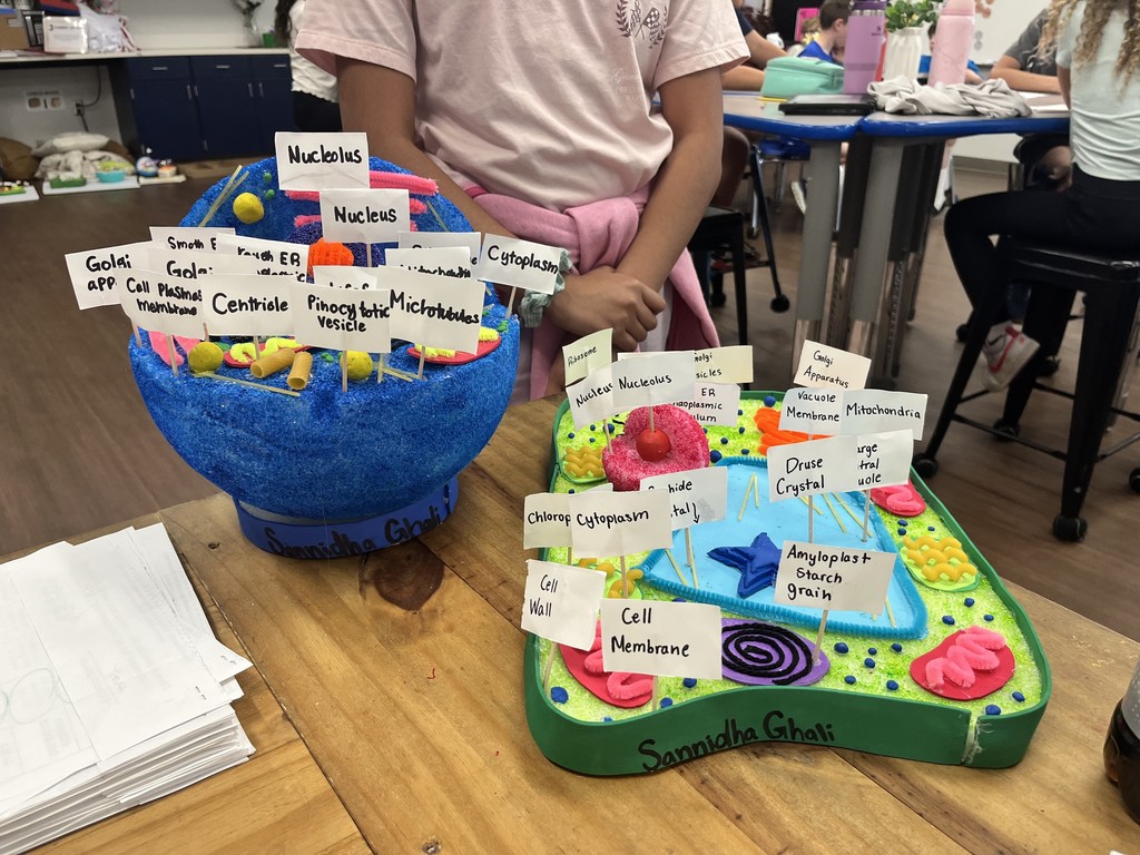 Cell Model Project