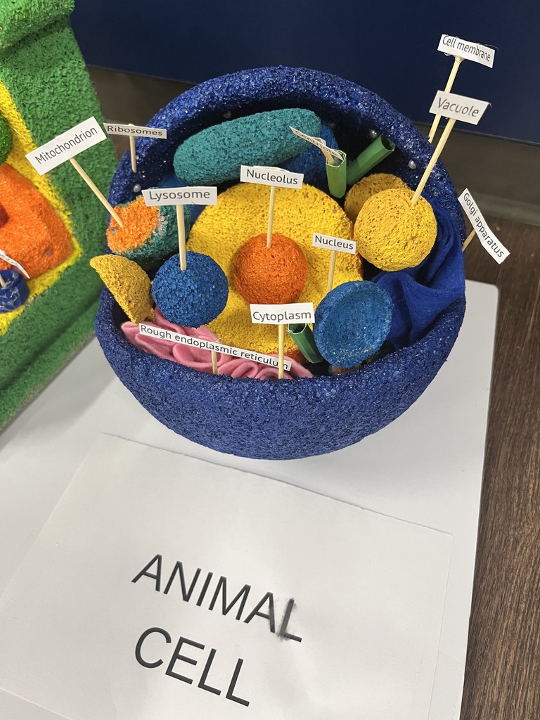 Cell Model Project