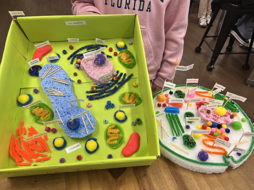 Cell Model Project