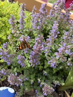 Butterfly release