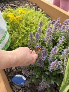 Butterfly release