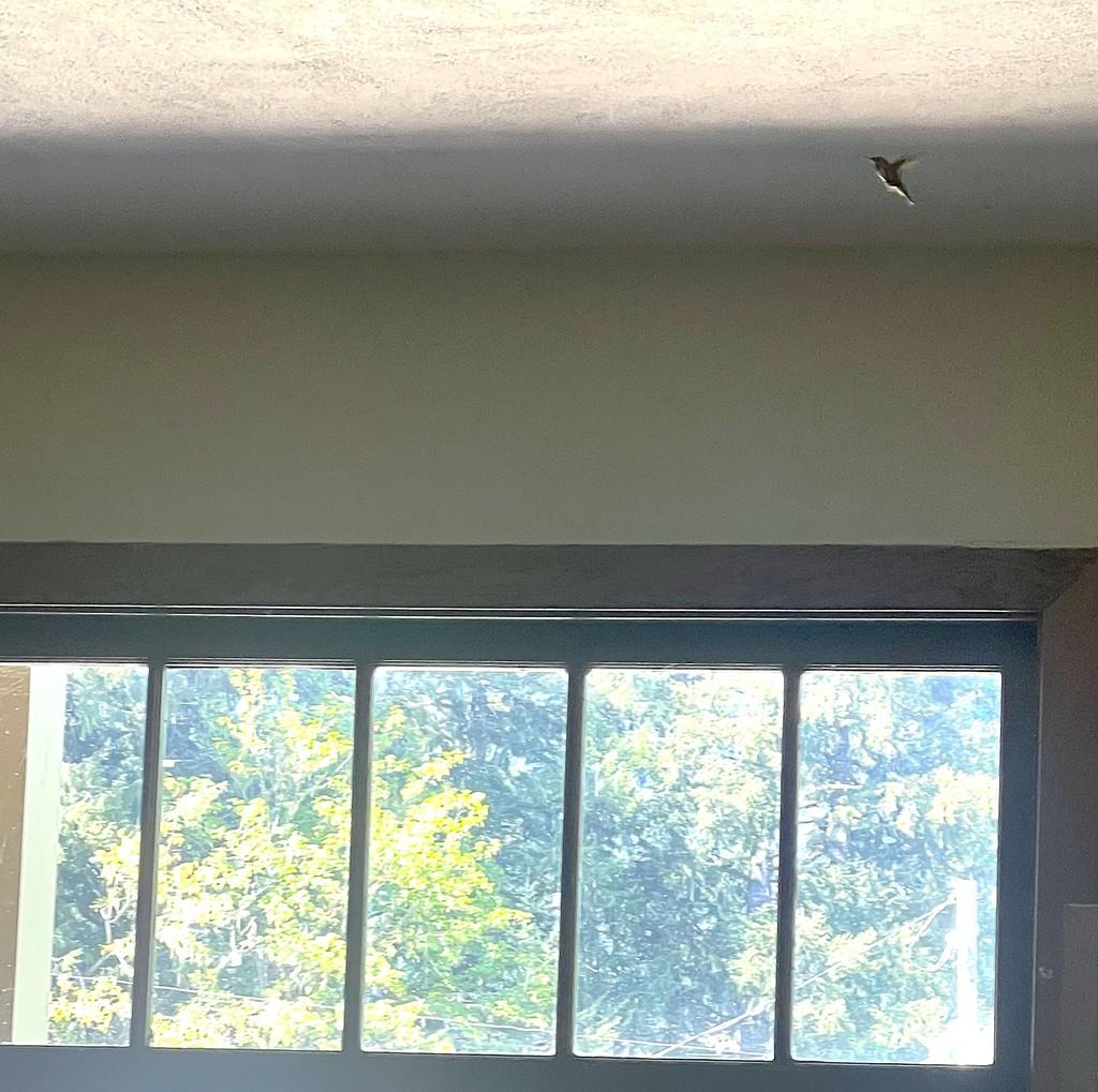 Hummingbird in the upper hall