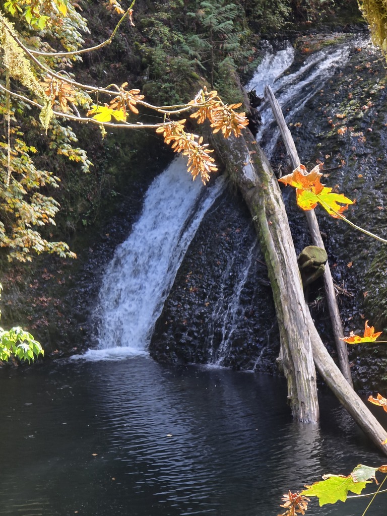 Silver Falls Field Trip 5