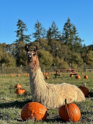 Llama in a pumpkin patch