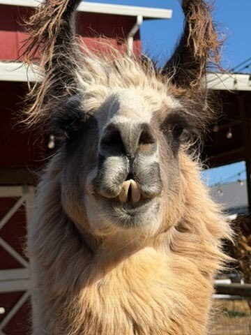 Llama
