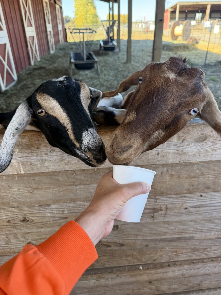 Feeding Goats