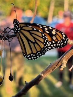 Butterflies released at BPS