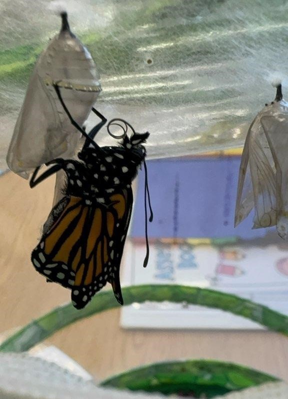 Butterfly hatches from chrysalis
