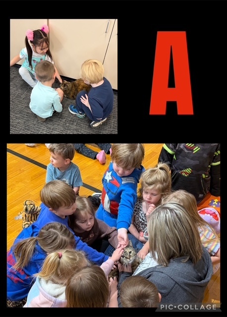 2 photos of preschool students celebrating the ABC Countown to Summer. The students are celebrating the letter A by playing with animals, specifically a cat.