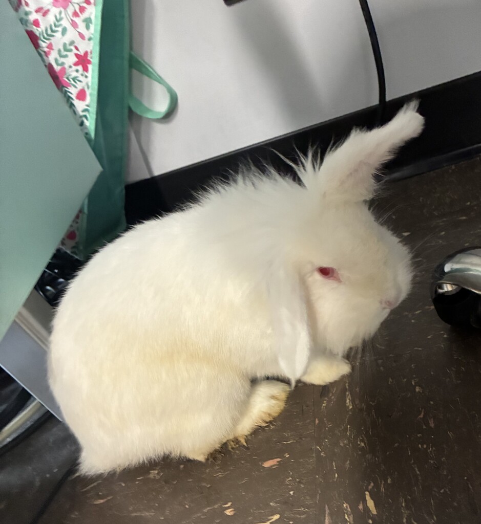 Snowflake the bunny, owned by Gabby Martin, was part of her presentation in Mrs. Myers' ELA class at BJSHS