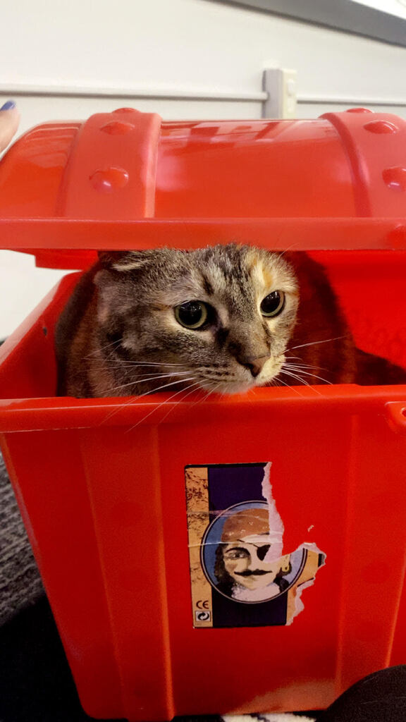 June the cat in a treasure box