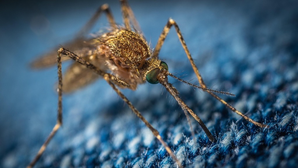 Mosquito Spraying August 2026