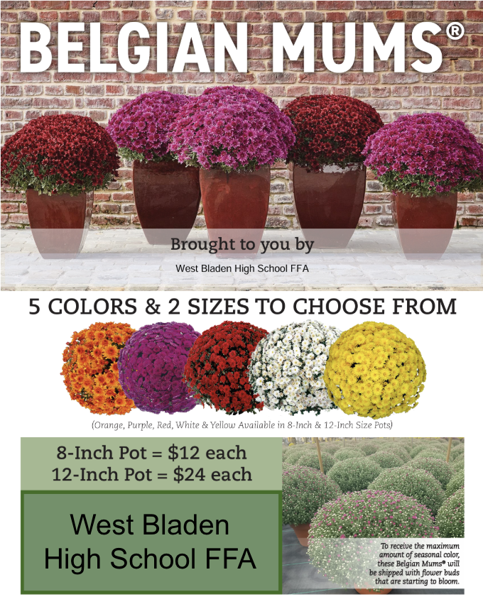 Belgian Mums Flyer