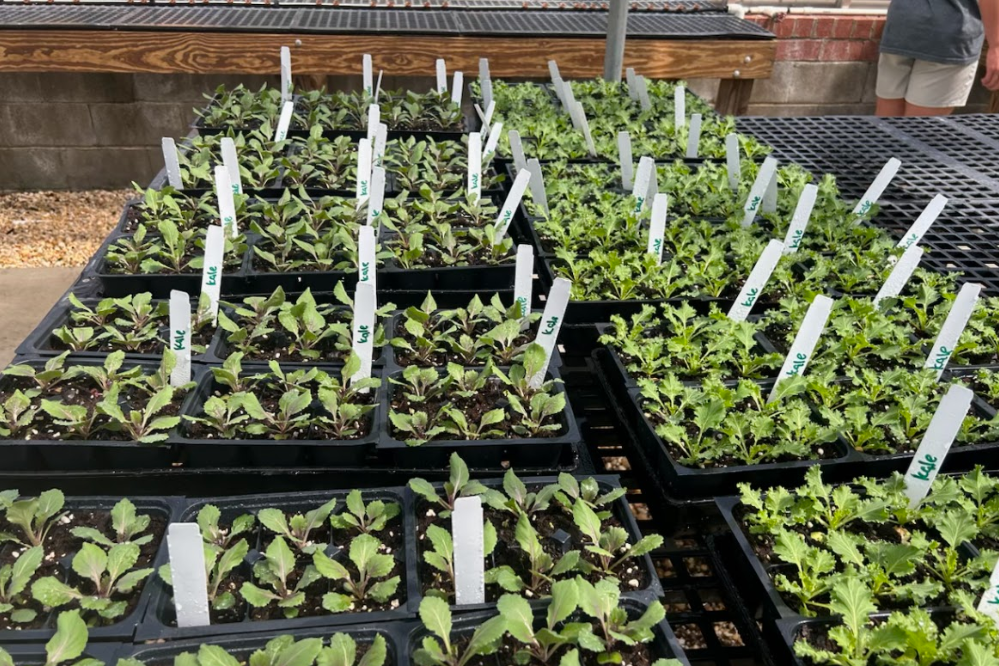 Seedling trays inside a greenhouse at West Bladen High School, each labeled with plant names such as pansy. Small green sprouts are growing in neat rows of soil-filled cells.