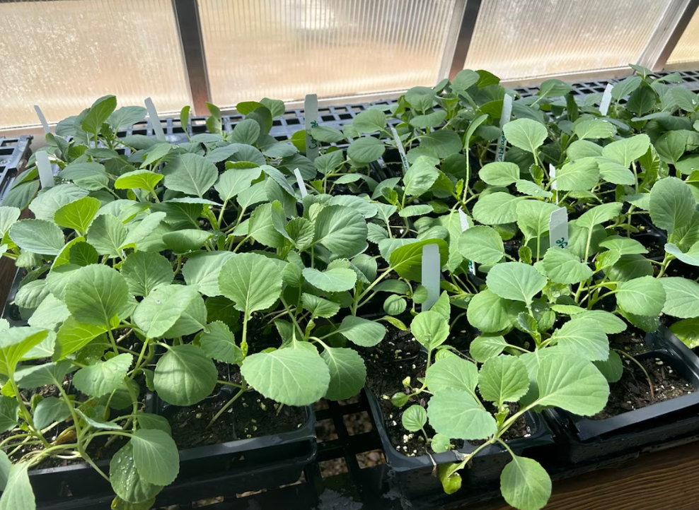 Seedling trays inside a greenhouse at West Bladen High School, each labeled with plant names such as pansy. Small green sprouts are growing in neat rows of soil-filled cells
