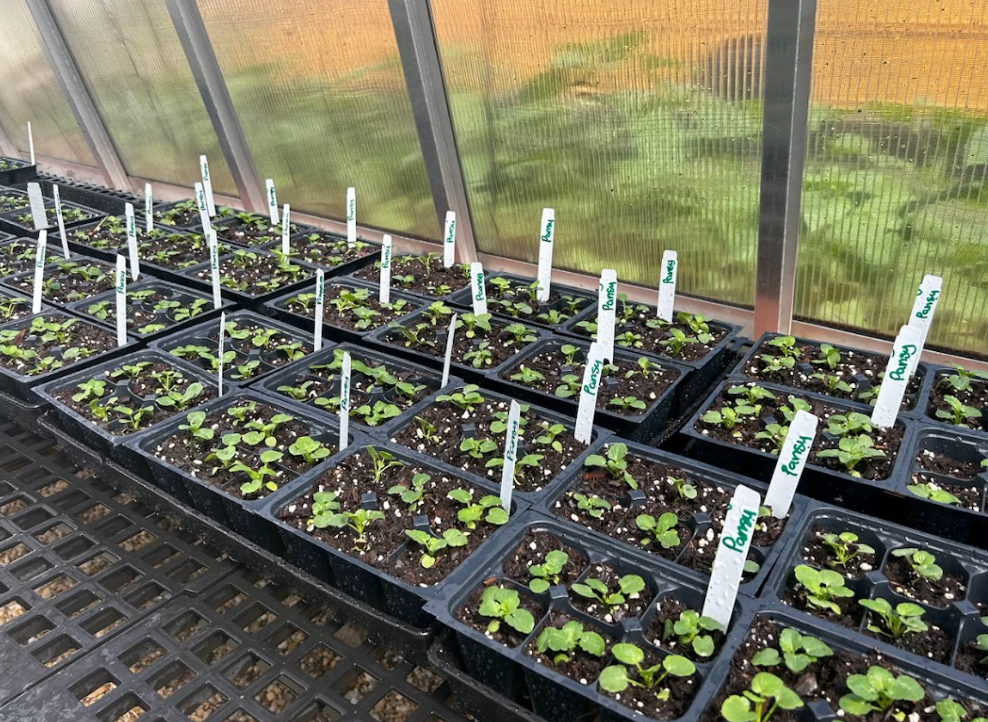 Seedling trays inside a greenhouse at West Bladen High School, each labeled with plant names such as pansy. Small green sprouts are growing in neat rows of soil-filled cells