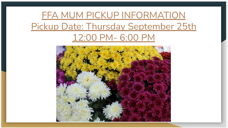 “Flyer with text that reads: ‘FFA Mum Pickup Information. Pickup Date: Thursday, September 25th, 12:00 PM – 6:00 PM.’ Below the text is a photo of large bunches of mums in yellow, white, and burgundy colors
