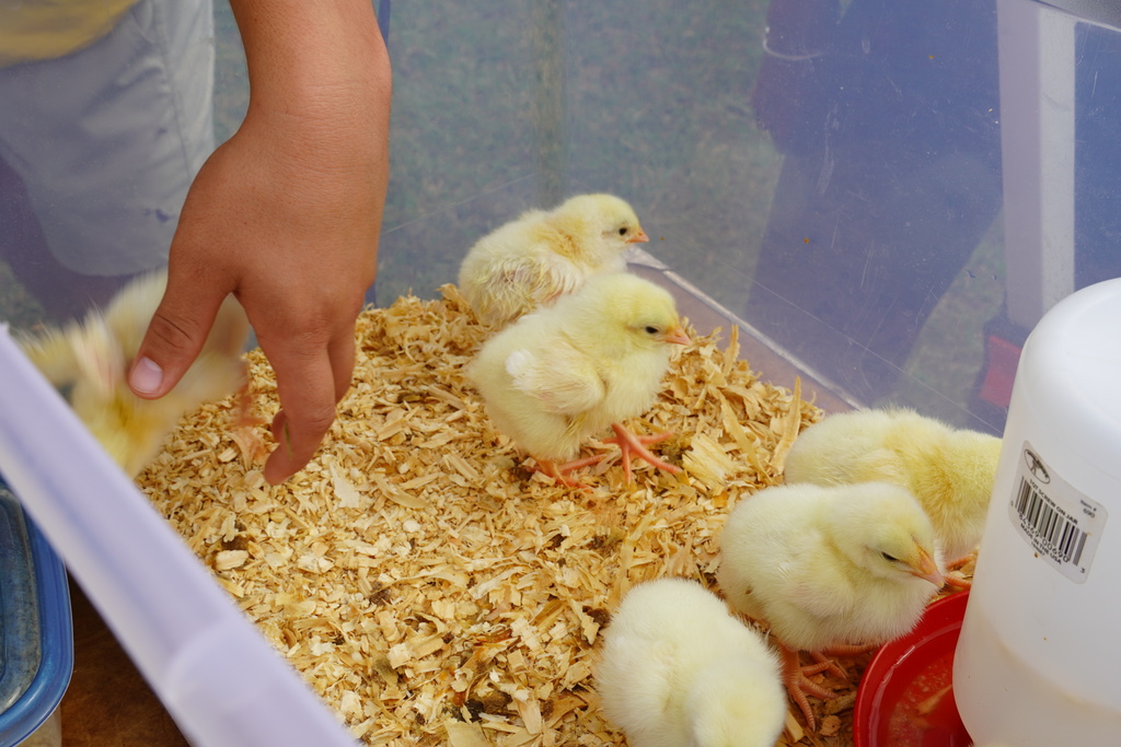 Students participate in hands-on agriculture activities during Ag ‘Em Up Day, learning about farm equipment, animals, and crop production.