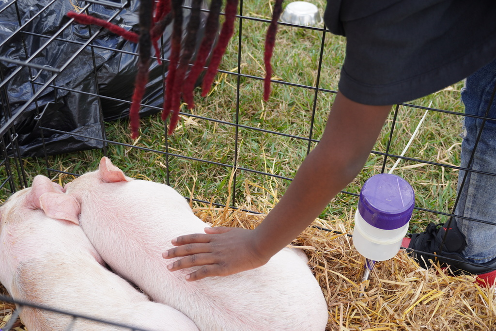 Students participate in hands-on agriculture activities during Ag ‘Em Up Day, learning about farm equipment, animals, and crop production.