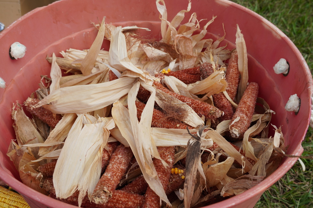 Students participate in hands-on agriculture activities during Ag ‘Em Up Day, learning about farm equipment, animals, and crop production.