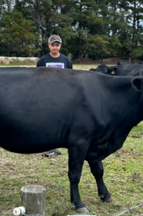 A person in a dark shirt and cap stands in a grassy pasture behind a large black cow, with other cows and trees visible in the background under a cloudy sky.