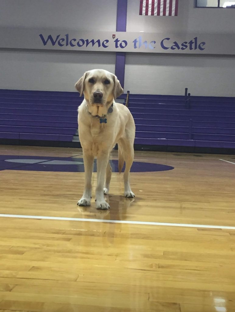 jester welcome to the castle