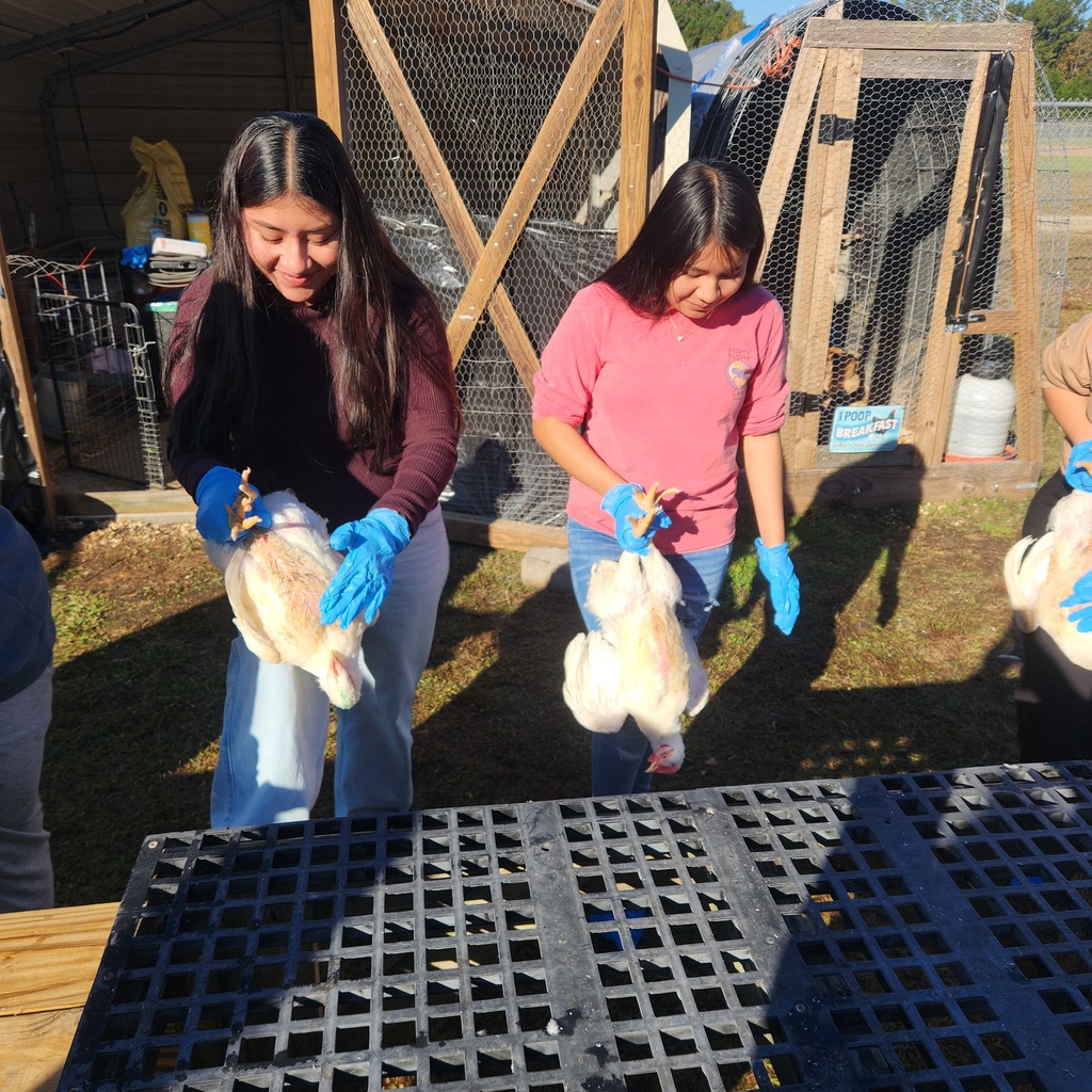 Two students in gloves hold poultry birds over a black grate outside a chicken coop on a sunny day