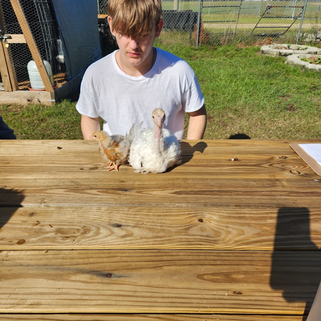 A person watches a small turkey and a small chicken sitting on a wooden picnic table outdoors.
